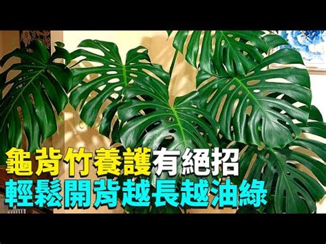 濃黃斑龜背芋|3 分鐘認識龜背芋照顧 、種植方法，綠手指必讀完整介。